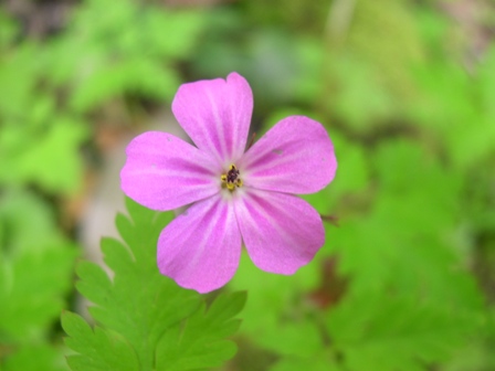 Geranium robertianum / Geranio di S.Roberto